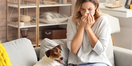 空気清浄機はアレルギーに効く？